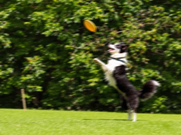 Blurry photo of a dog leaping to catch a frisbee