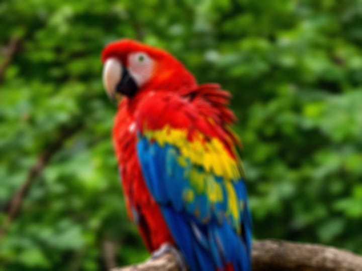 Blurry photo of a macaw parrot on a branch